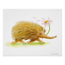 Pôster Echidna watercolor poster