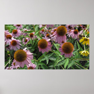 Poster Echinacea Cone Flores em Roxo e Amarelo