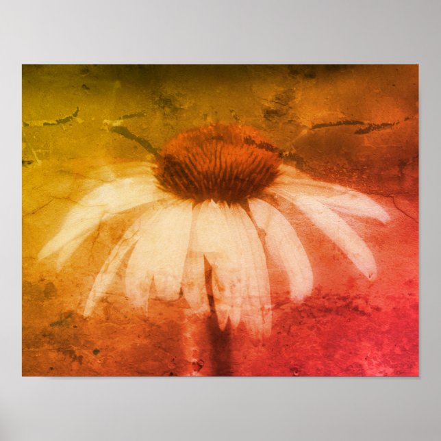 Poster Echinacea Coneflower Daisy Abstrato Grunge (Frente)