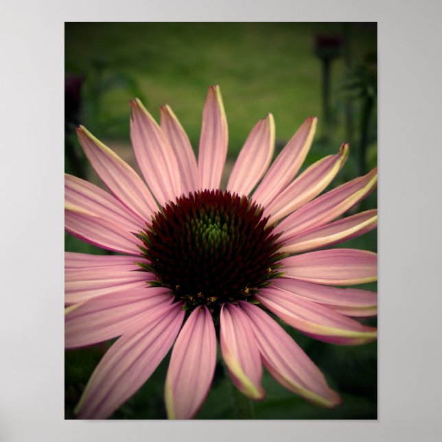 Poster Echinacea Flor Roxo (Frente)