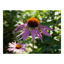 Pôster Echinacea na foto do jardim