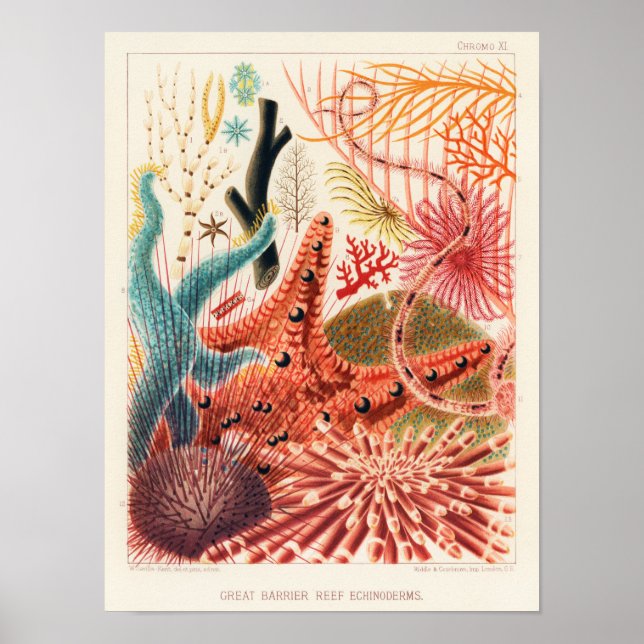Poster Echinoderme da Barreira do Excelente Vintage Reef  (Frente)