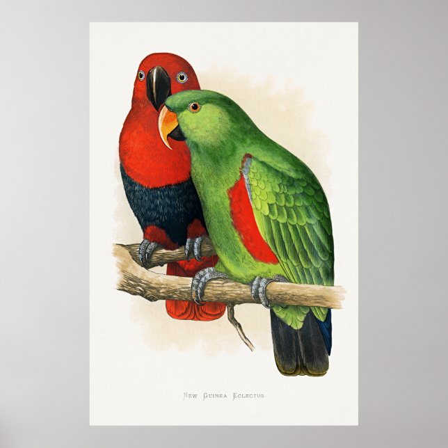 Poster Eclectus da Nova Guiné, papagaios, (Frente)