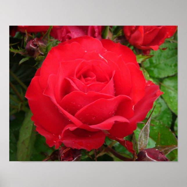 Poster Eclipse King Terrazza Rosa (Frente)