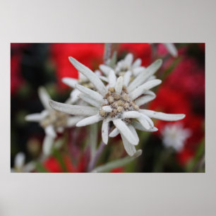 Pôster Edelweiss