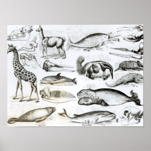 Poster Edentata do cetáceos