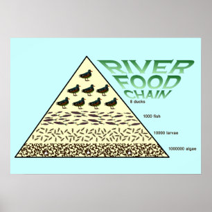 Poster Educação, Ciência, Cadeia de Comidas Hidrográficas