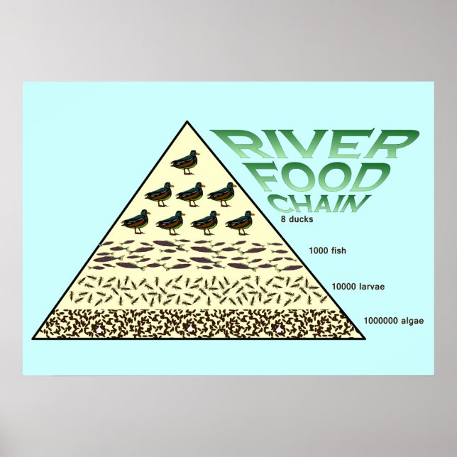 Poster Educação, Ciência, Cadeia de Comidas Hidrográficas (Frente)