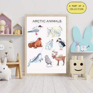 Pôster Educativo de Animais do Ártico