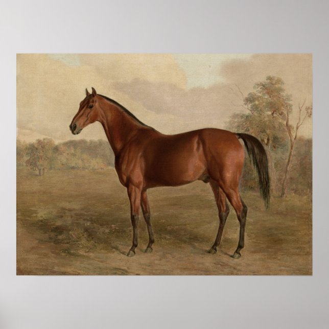 Poster Edward Troye American Horse Kentucky Woodpecker (Frente)