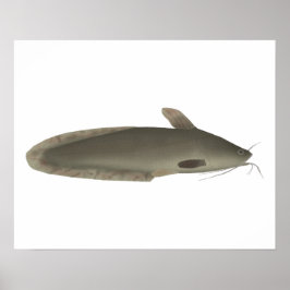 Poster Eeltail Catfish