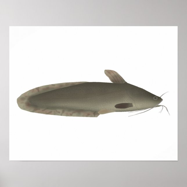 Poster Eeltail Catfish (Frente)