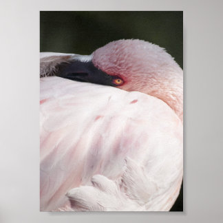 Poster Efeito de desenho de retrato de flamingo rosa Arte