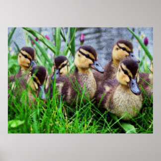 Pôster Efeitos Individuais Aves 11 Desfocadas