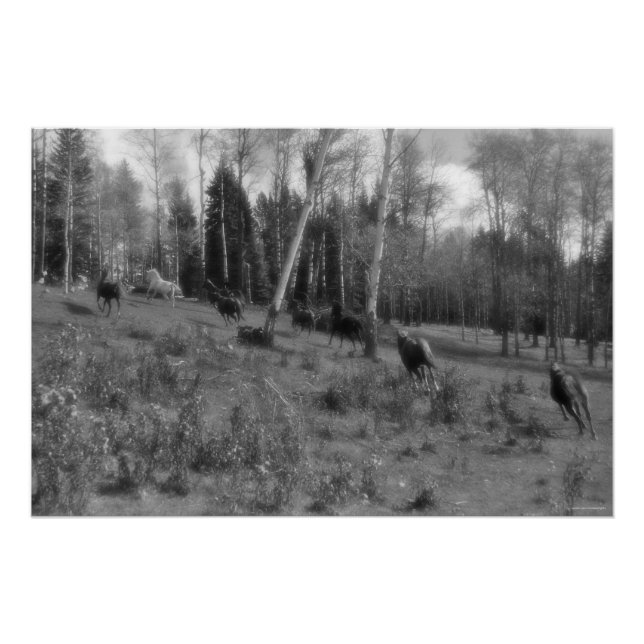 Pôster Efetivo de Cavalo em Execução, Foto B&W da Equina  (Frente)