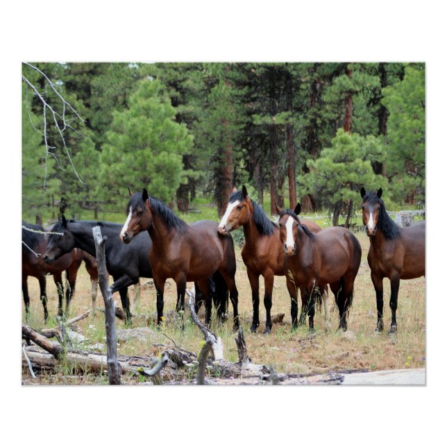 Pôster Efetivos de cavalos selvagens (Frente)