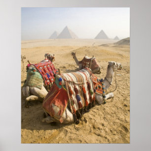 Pôster Egito, Cairo. Camelos descansando