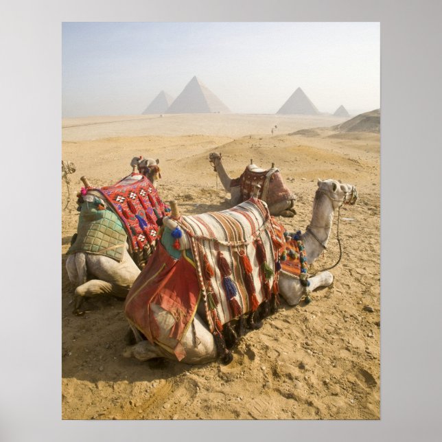 Pôster Egito, Cairo. Camelos descansando (Frente)