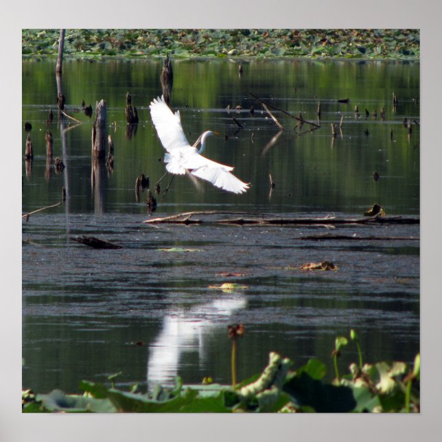Pôster Egret (Frente)