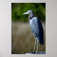 Egret Azul