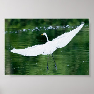 Pôster Egret Branco do excelente