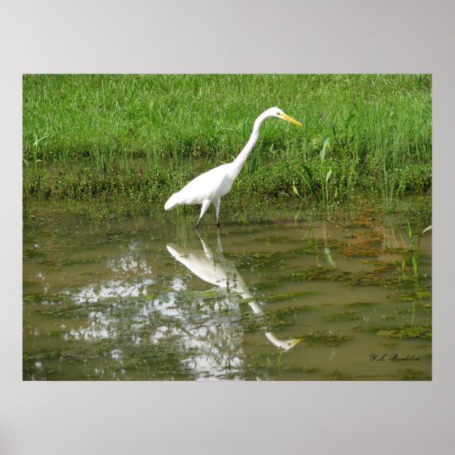 Poster Egret Branco do excelente (Frente)