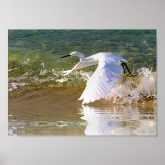 Poster Egret Branco do excelente