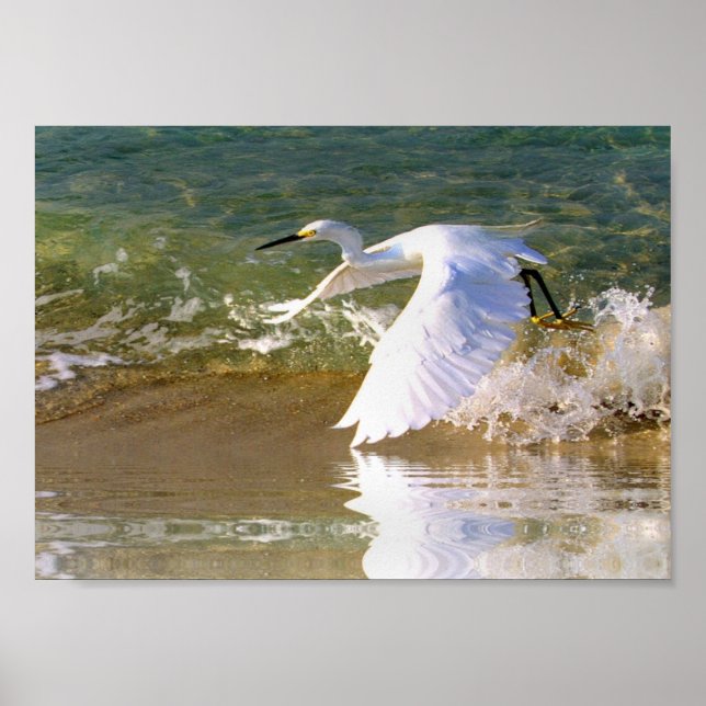 Poster Egret Branco do excelente (Frente)