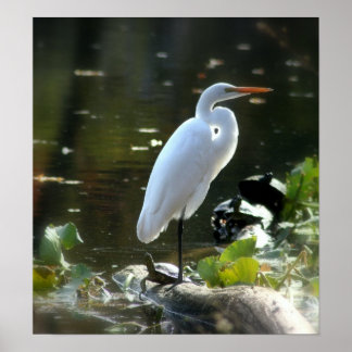 Poster Egret com tartarugas