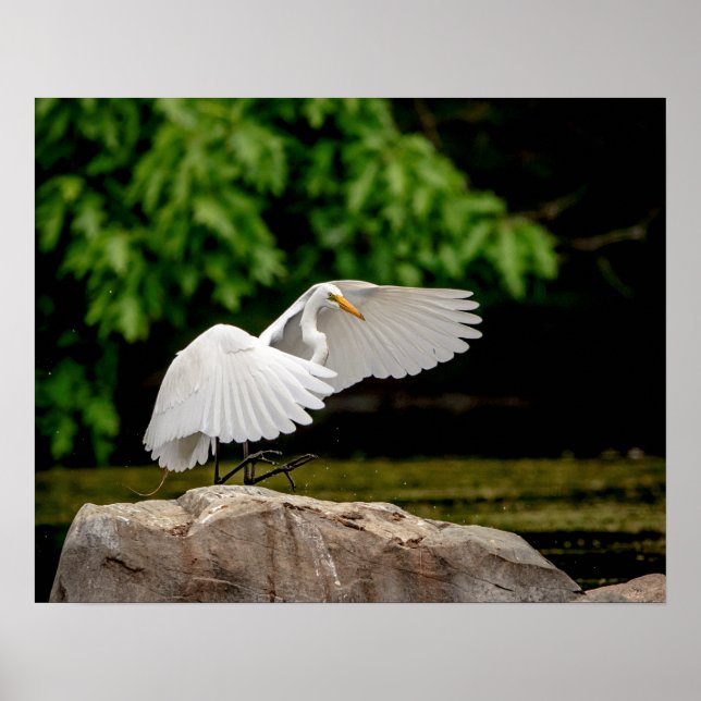 Poster Egret do Excelente 20x16 (Frente)