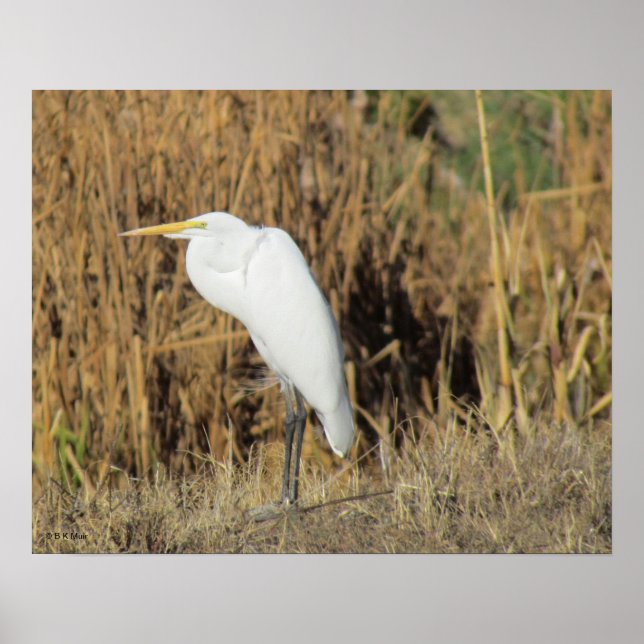 Poster - Egret na grama (Frente)