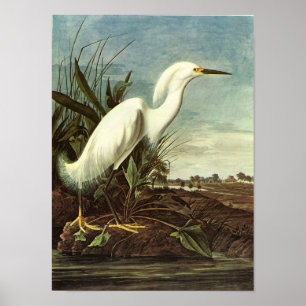 Pôster Egret nevado, John James Audubon
