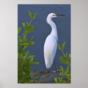 Pôster Egret nevado no pântano