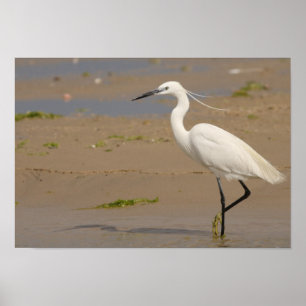 Pôster Egret pequeno