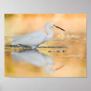 Pôster Egret quando o Sol estiver se definindo