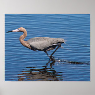 Poster Egret Reddish