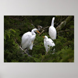 Poster Egretas de excelente com Bebê