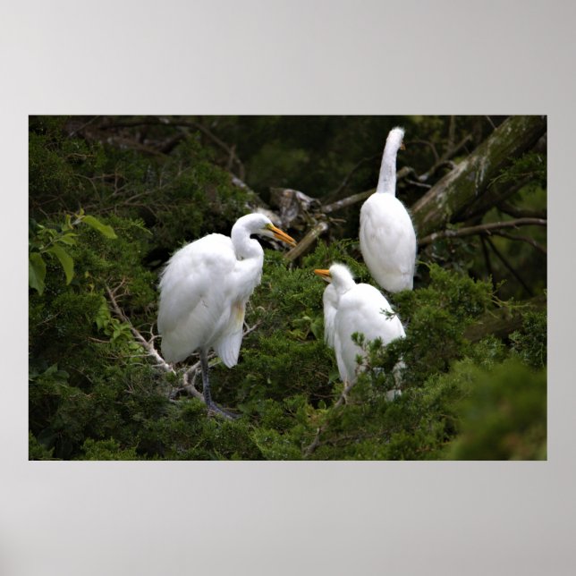 Poster Egretas de excelente com Bebê (Frente)