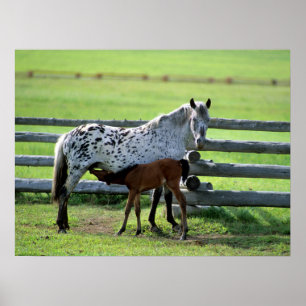 Poster Égua Appaloosa e potro