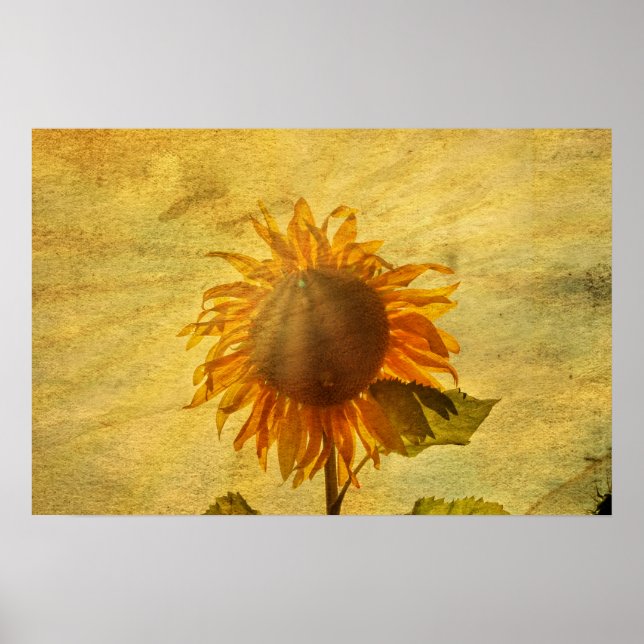 Poster Eine Sonnenblume (Frente)
