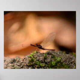 Poster Eintagsfliege