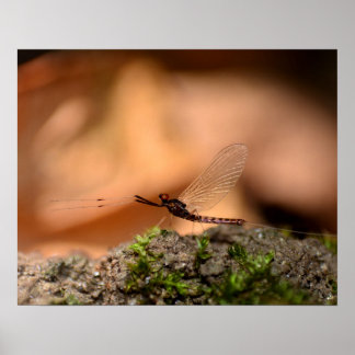 Poster Eintagsfliege