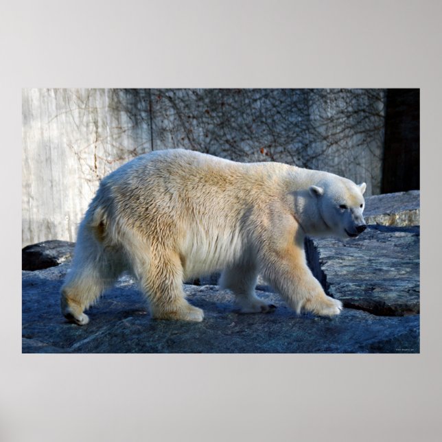 Poster Eisbaer (Frente)