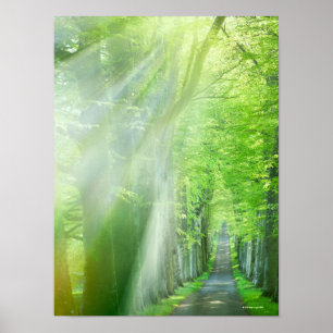 Pôster Eixos da luz solar