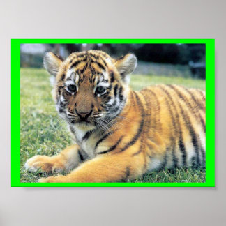 Pôster El Tigre ( In English: The Tiger)