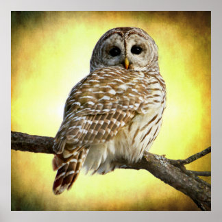 Poster Ela vê bem no meu coração