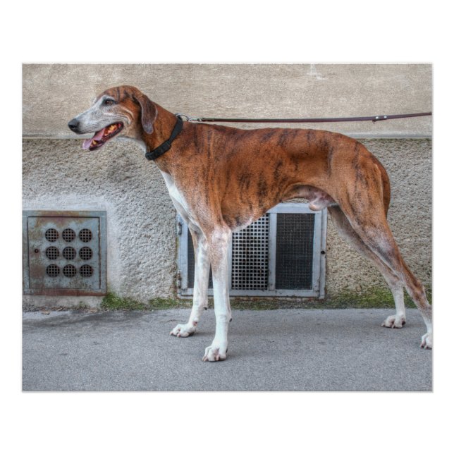 Pôster Elder Brindle Greyhound (Frente)