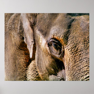 PÔSTER ELEFANTE