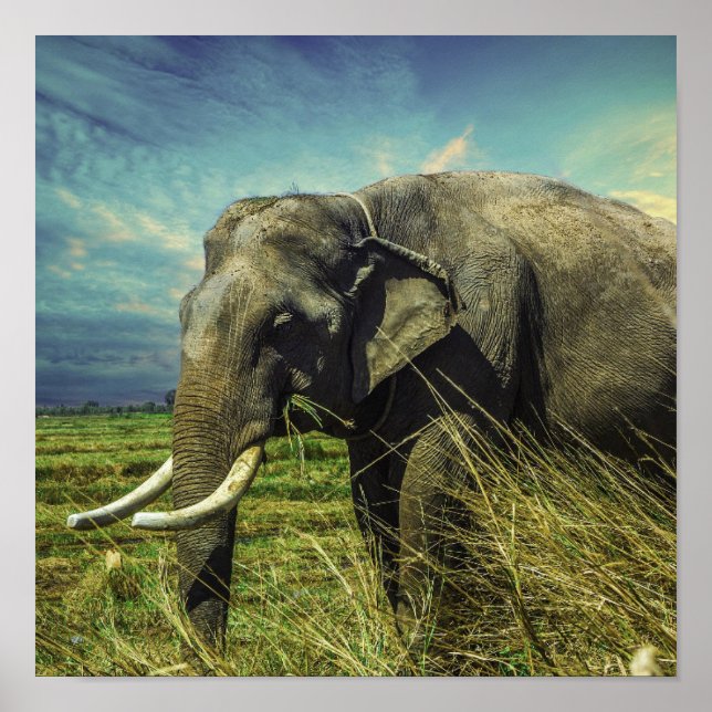 Poster Elefante (Frente)