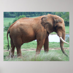Poster elefante